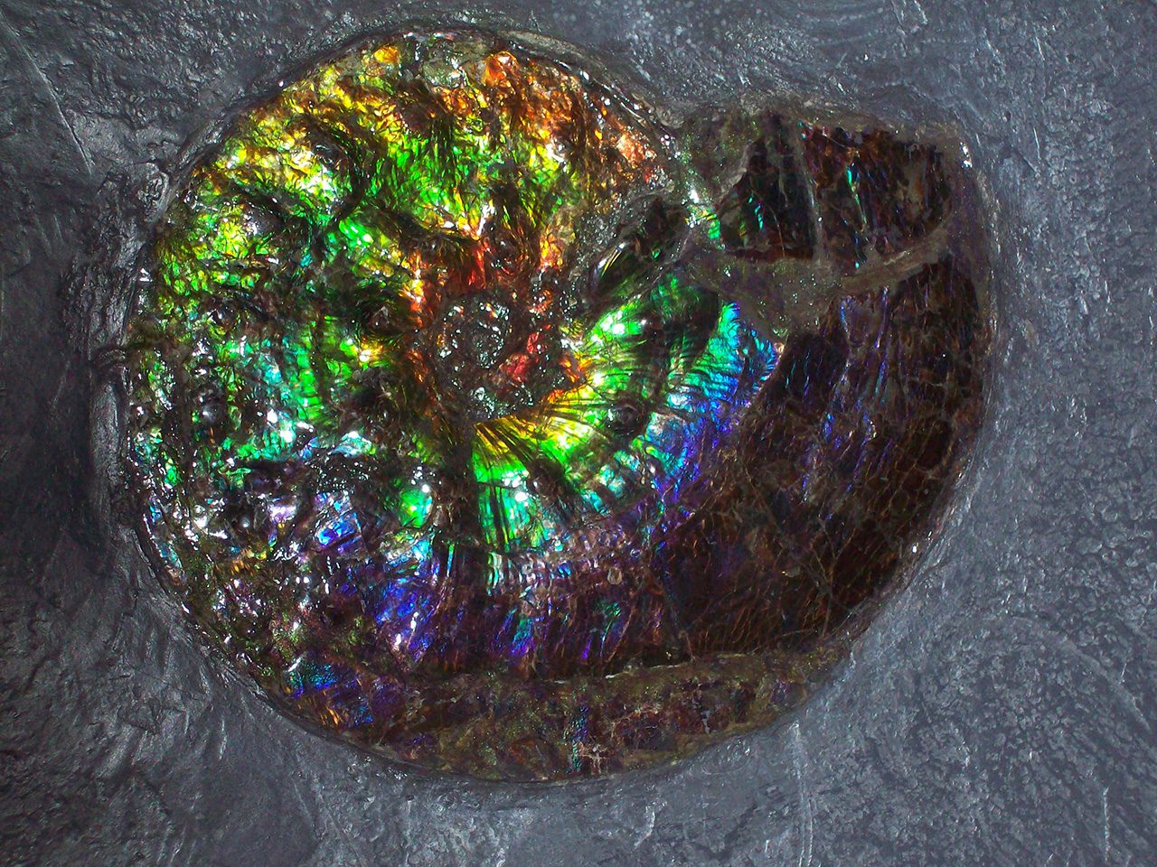 Ammolite-(primo-piano)